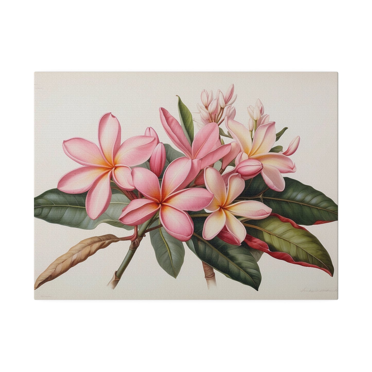 Pink Frangipanis Matte Canvas