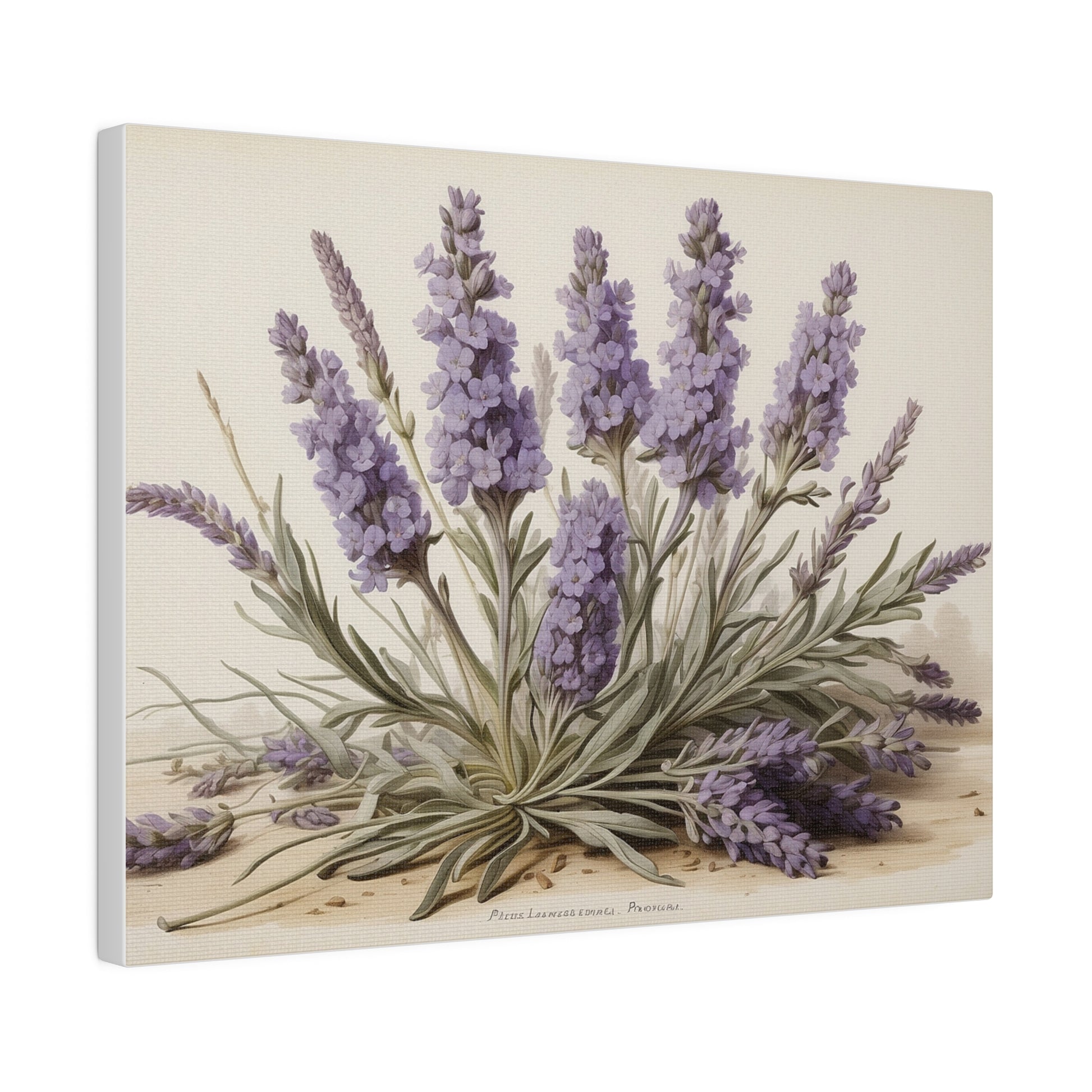 Lavender watercolor painting