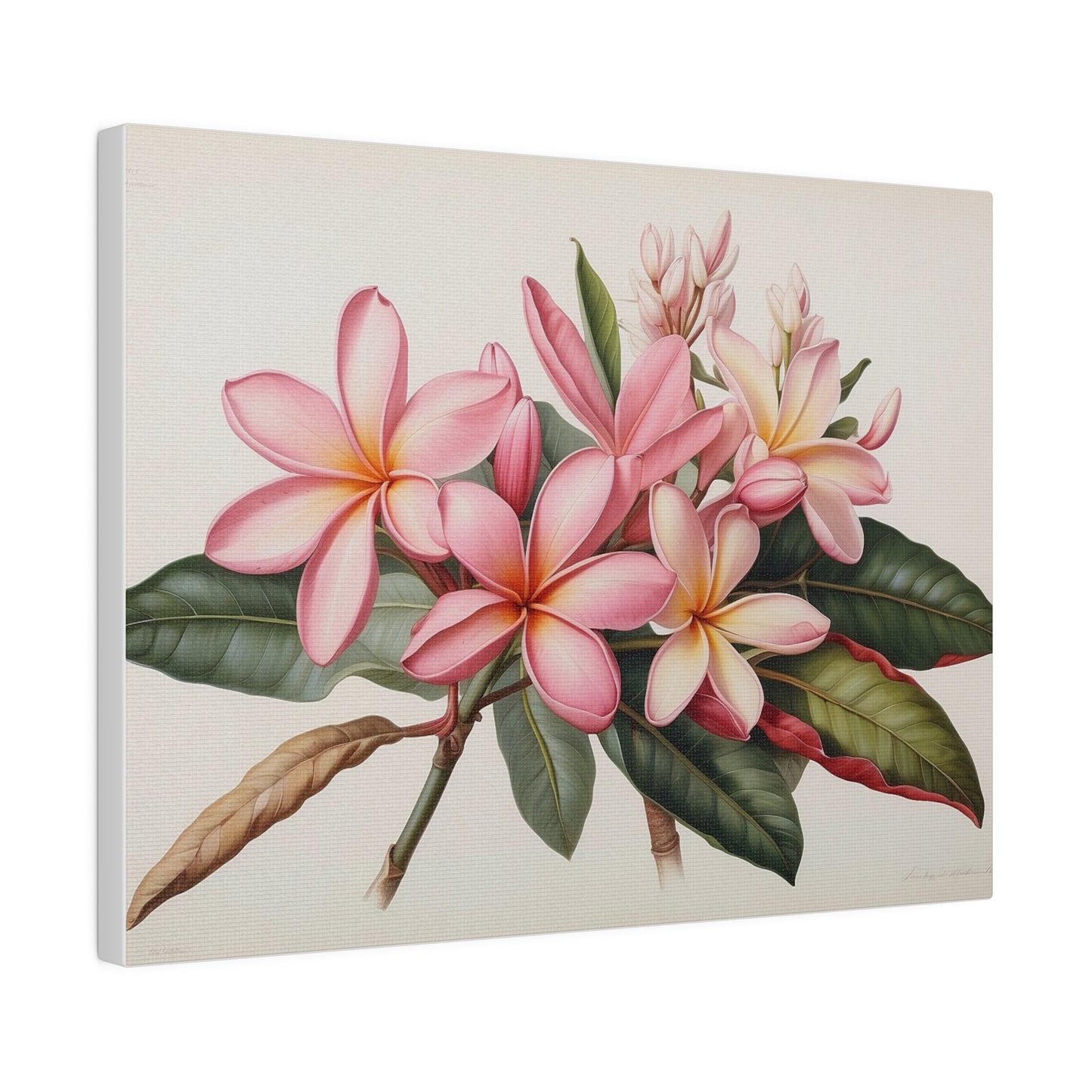 Pink Frangipanis Matte Canvas